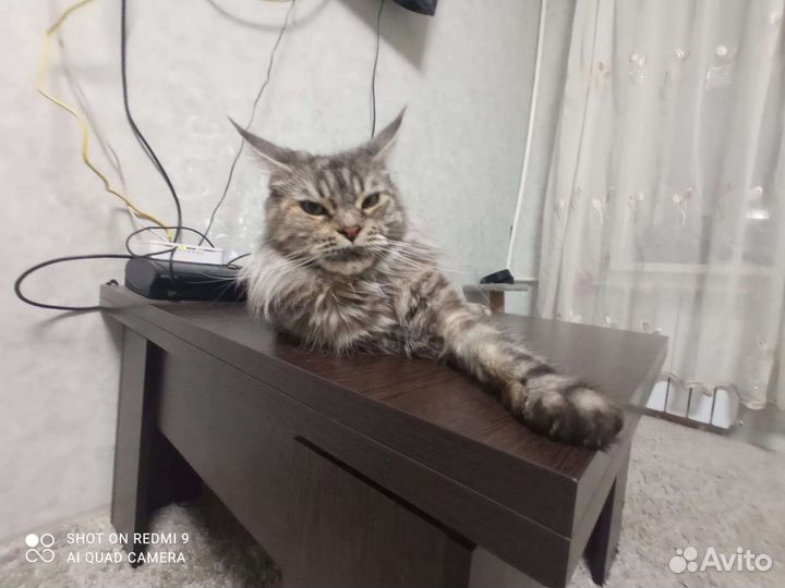 Вязка кошки мейн-кун