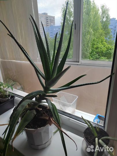 Алое вера растение