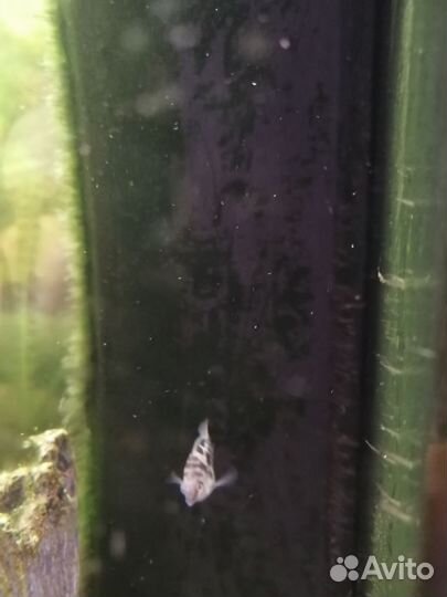 Рыбка попугай