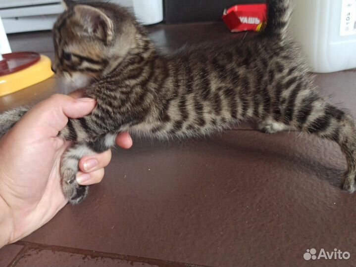 Бенгальская