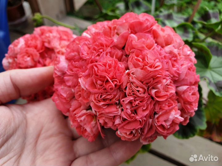 Пеларгонии сортовые