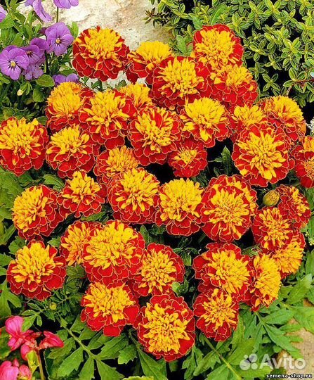 Бархатцы рассада