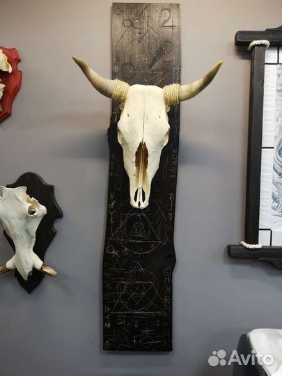 Череп быка