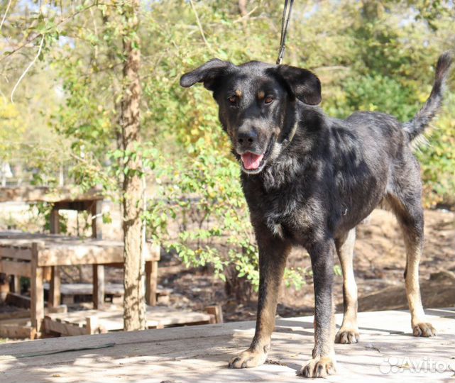 Собака в дар