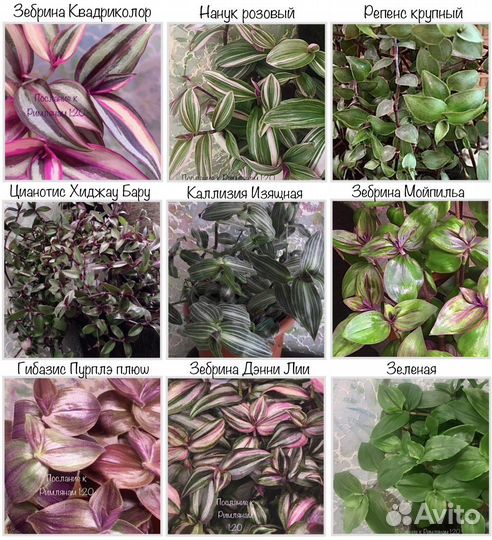 Традесканция