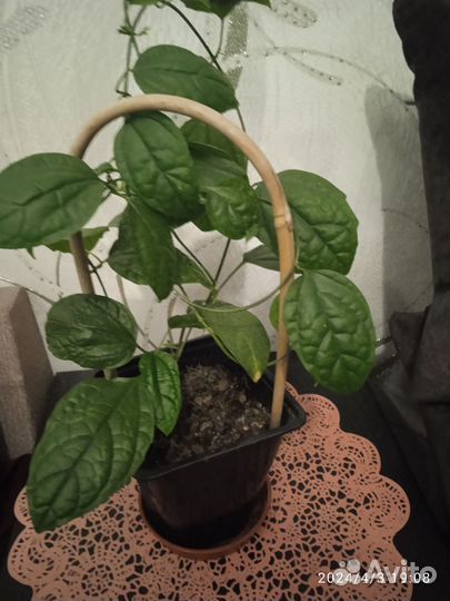 Клеродендрум Томпсона