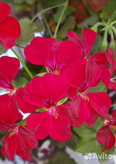 Пеларгония плющелистная герань сортовая