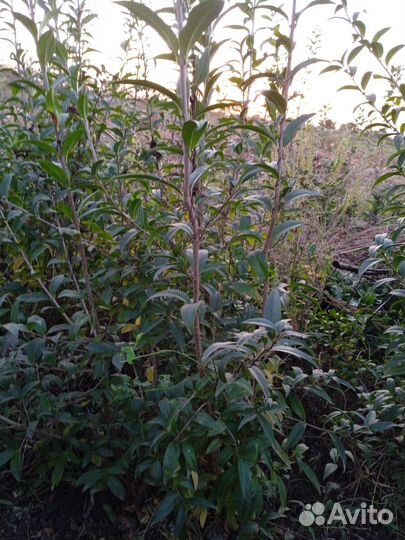 Кустарники бирючина