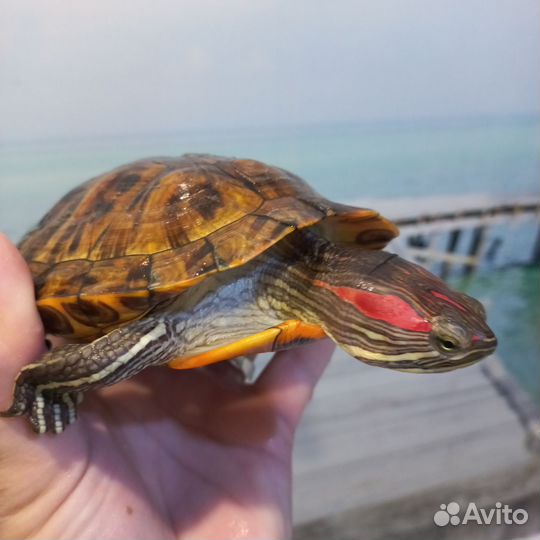 Красноухая черепаха