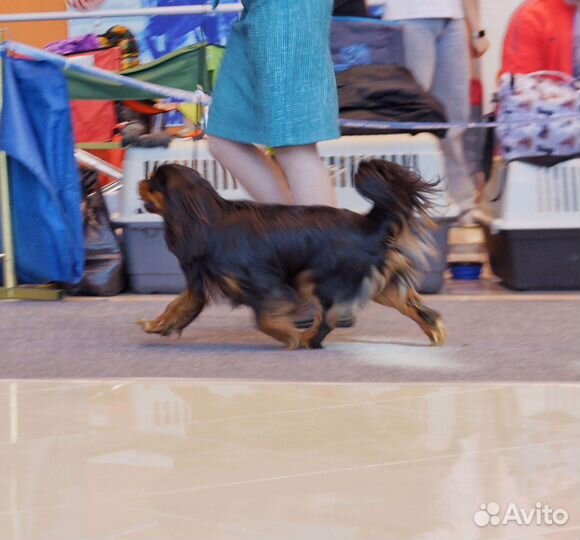 Вязка кобель кавалер кинг чарльз спаниель