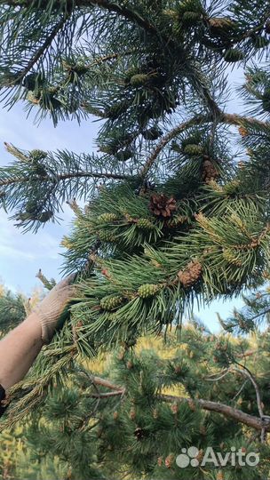 Шишки сосновые молодые