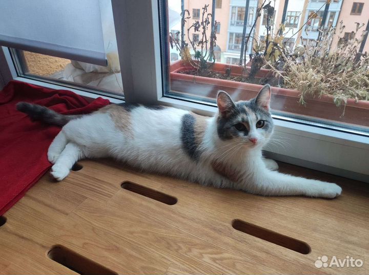 Кошка Мышка в дар, стерилизована, привита