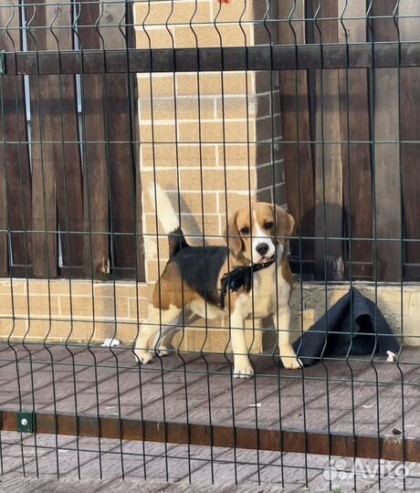 Кобель вязка бигль