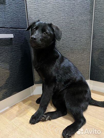 Щеночек девочка в добрые руки