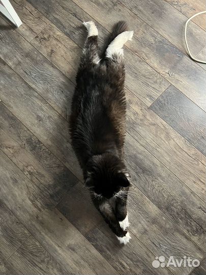 Коты в добрые руки