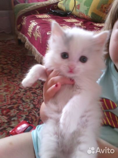 Отдам в добрые руки котят