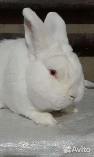 Кролики новозеландские белые