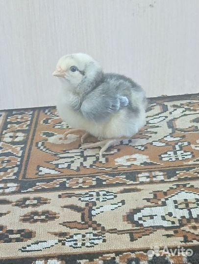 Цыплята. Легорн и Борковская борвистая