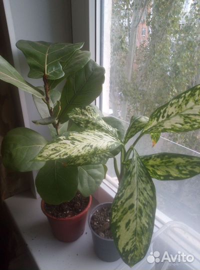 Диффенбахия Везувий, фикус Лирата