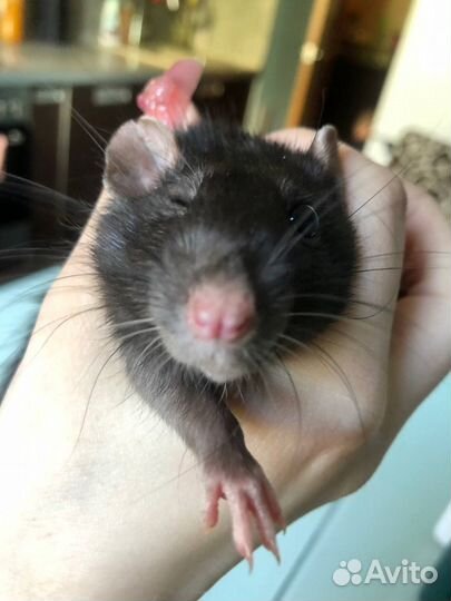 Крыс с клеткой