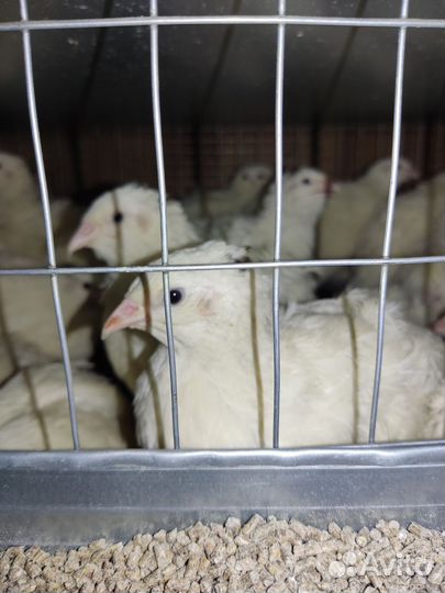 Перепела подрощенные