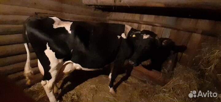 Корова дойная
