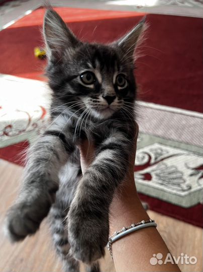Котята мейн-кун