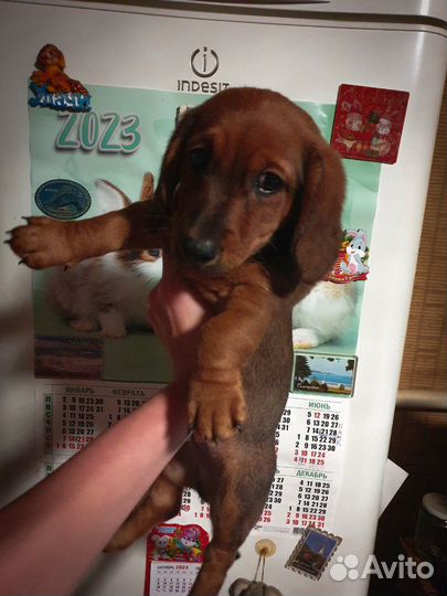 Такса щенок