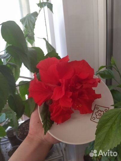 Гибискусы сортовые