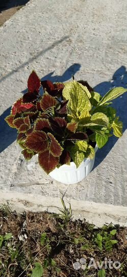 Композиции в кашпо из колеусов