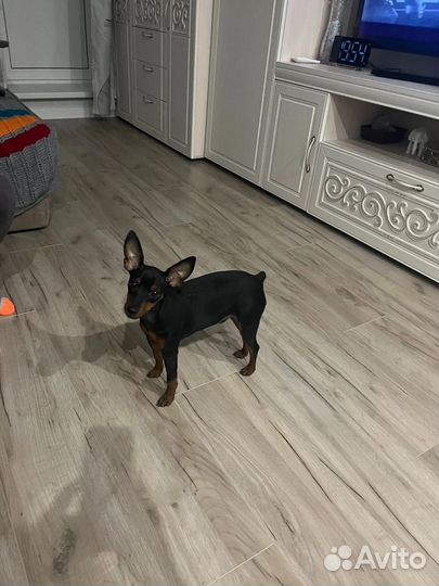 Цвергпинчер