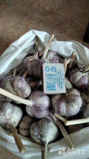 Чеснок