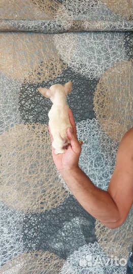 Девочка мини белая Чихуахуа