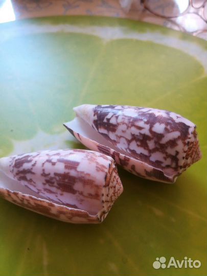 Морские ракушки раковины