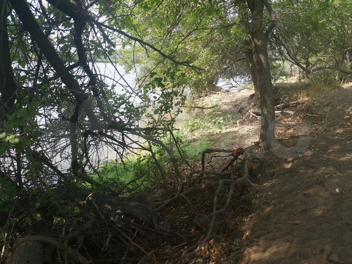 Участок 1,29 га (ИЖС)