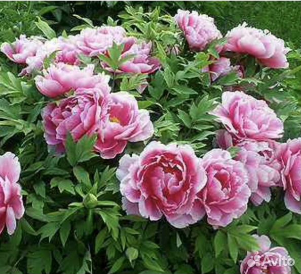 Пионы саженцы дельфиниум ирисы