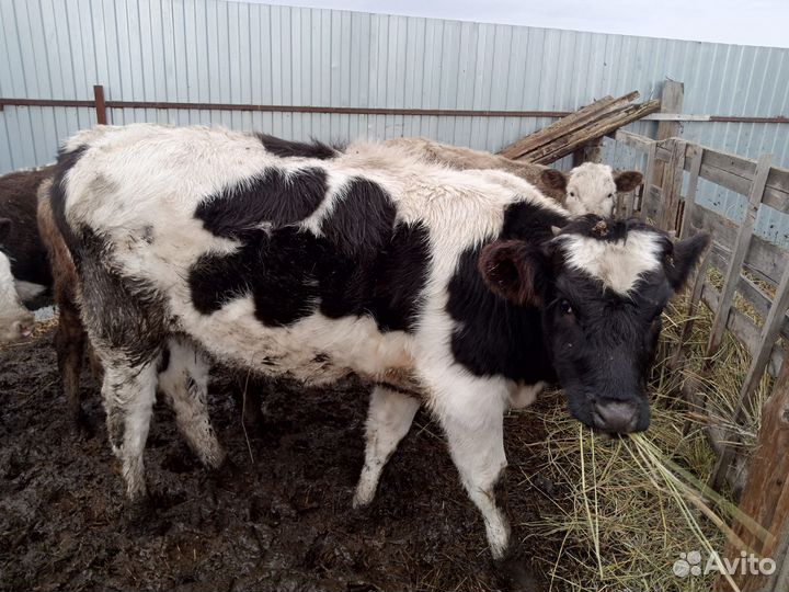 Тёлочки 6-8 мес