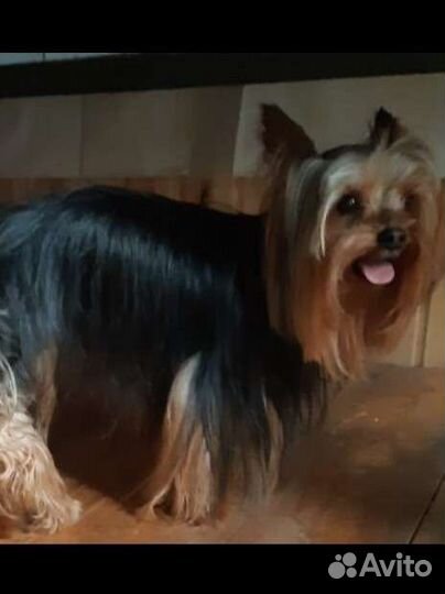 Йоркширский терьер