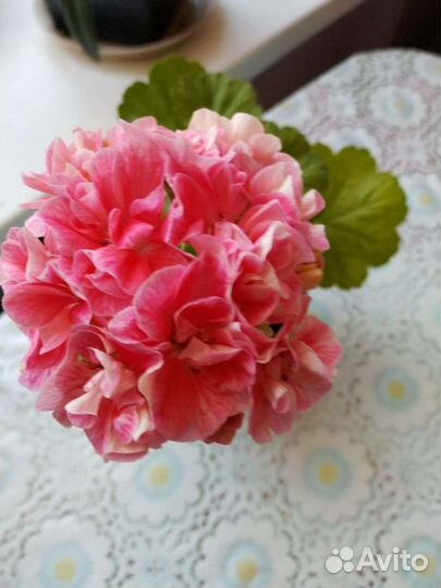 Герань/пеларгония персиковая