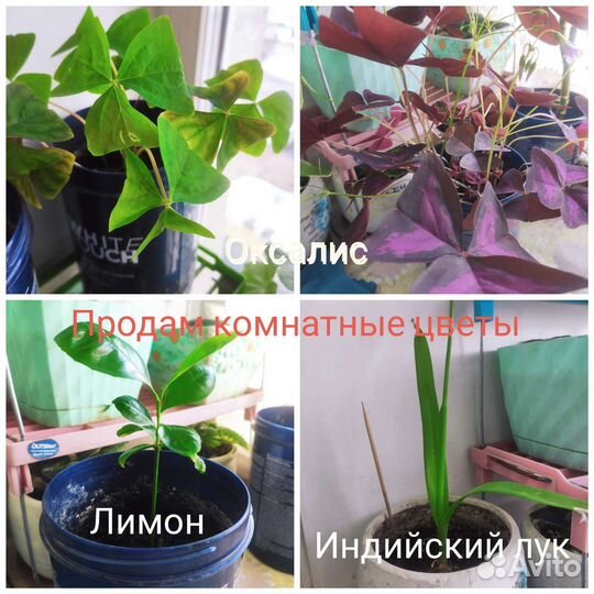 Вашингтония, паслен,индийский лук.оксалис.герань