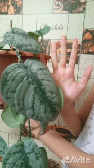 Сциндапсус