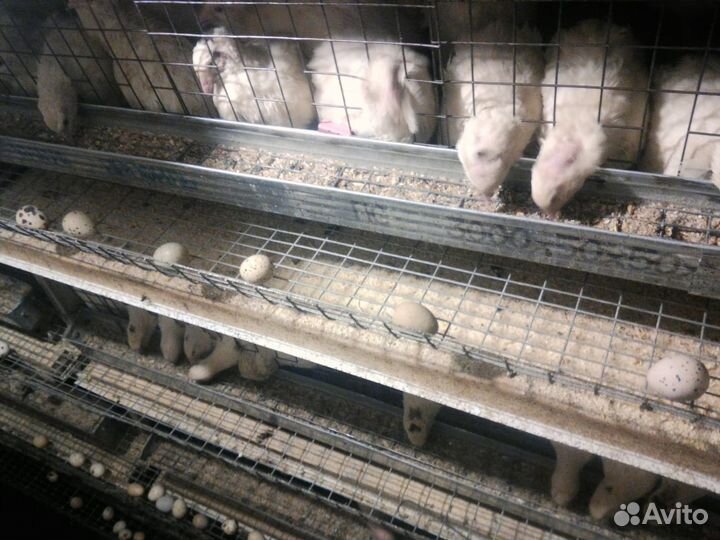 Домашние перепела: мясо