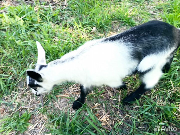 Продается Альпийский козлик на племя