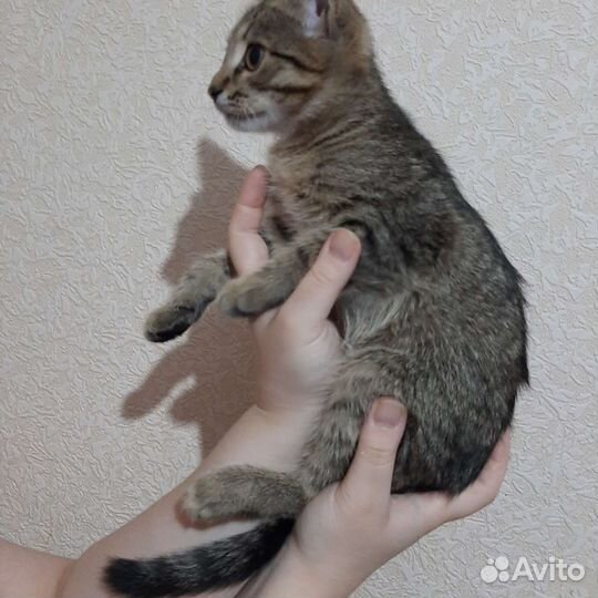Котёнок