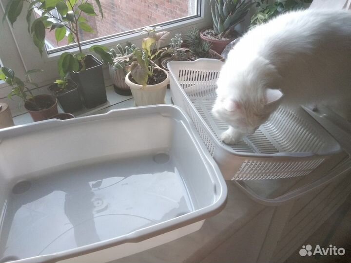 Огромный лоток для кошек