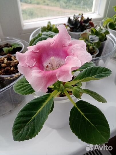 Глоксиния цветущая