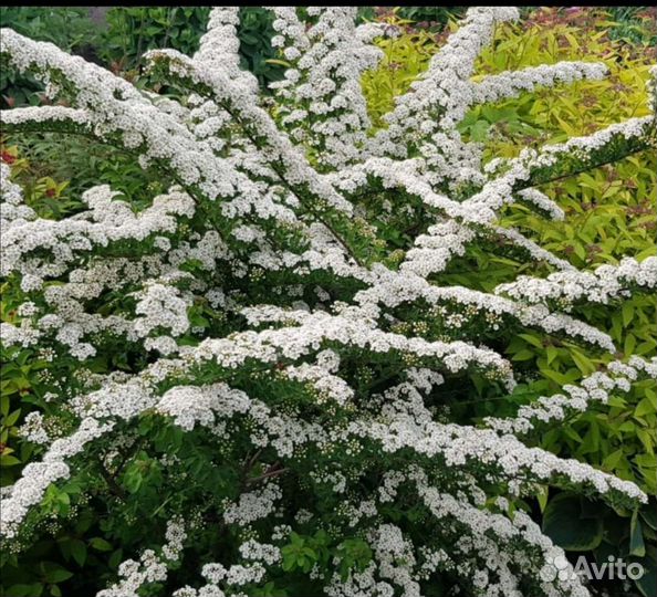 Саженцы Калины Бульдоненеж, спиреи, жимолости