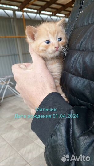 Кошки в добрые руки бесплатно