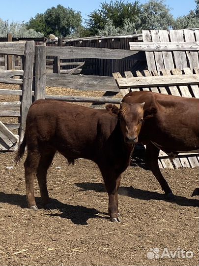 Телята бычки