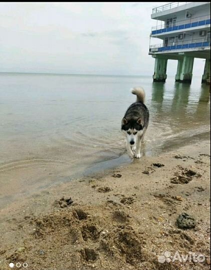 Хаски, для вязки